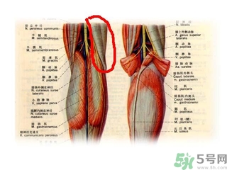韌帶斷裂吃什么好得快？前十字韌帶斷裂吃什么補(bǔ)品？