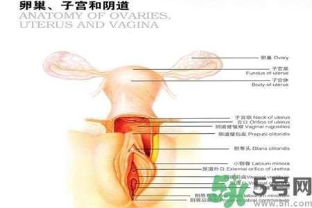 陰道出血和什么有關(guān)？陰道出血的應(yīng)急措施有哪些？