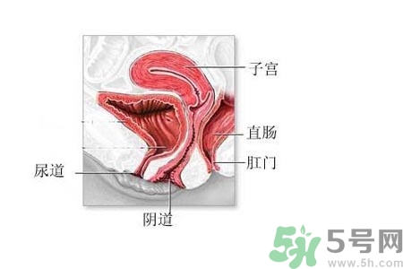 陰道松弛是什么？陰道松弛的癥狀有哪些？