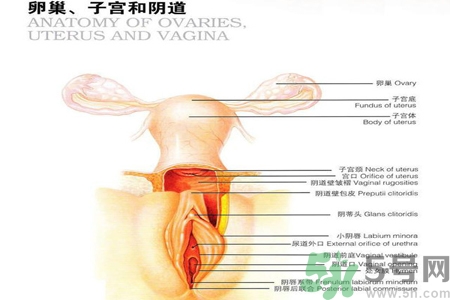 陰道松弛有什么危害？?陰道松弛恢復的方法有哪些？