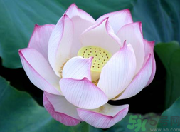 出伏吃什么養(yǎng)生？出伏養(yǎng)生注意事項