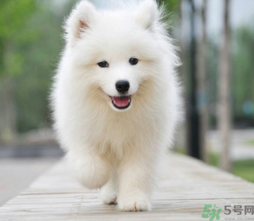 狗狗可以吃月餅嗎？狗狗吃月餅的危害