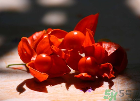 紅姑娘吃多了會(huì)怎樣？吃野生紅姑娘的好處和壞處