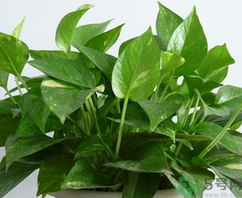 客廳放什么植物好？客廳植物選什么好？