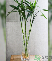 客廳放什么植物好？客廳植物選什么好？