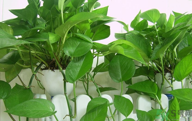 臥室放什么植物好？臥室植物放什么好？