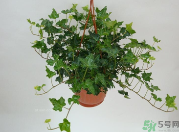 臥室放什么植物好？臥室植物放什么好？