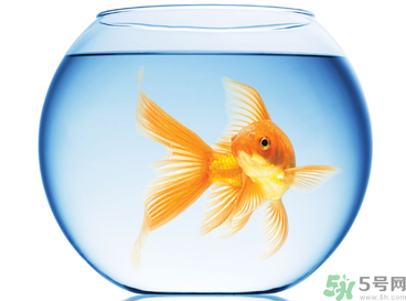 家里養(yǎng)魚(yú)好嗎？家里養(yǎng)魚(yú)有什么講究？