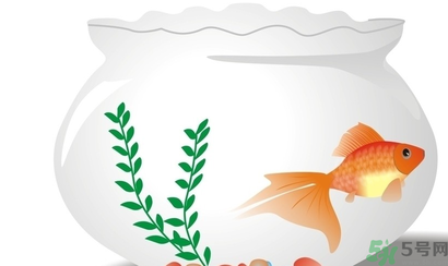 家里養(yǎng)魚(yú)好嗎？家里養(yǎng)魚(yú)有什么講究？