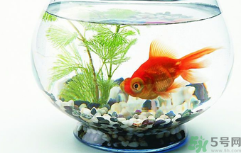 家里養(yǎng)魚(yú)好嗎？家里養(yǎng)魚(yú)有什么講究？