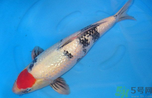 家里養(yǎng)什么魚好？家里養(yǎng)魚幾條最好？