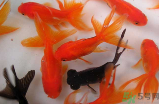 家里養(yǎng)什么魚好？家里養(yǎng)魚幾條最好？