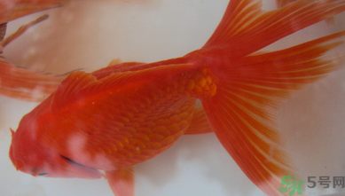 家里養(yǎng)什么魚好？家里養(yǎng)魚幾條最好？