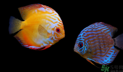 家里養(yǎng)什么魚好？家里養(yǎng)魚幾條最好？