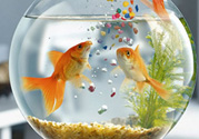 家里養(yǎng)魚好嗎？家里養(yǎng)魚有什么講究？