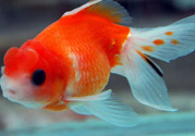 家里養(yǎng)什么魚好？家里養(yǎng)魚幾條最好？