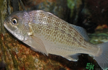 魚眼睛可以吃嗎？吃魚眼睛有什么好處？