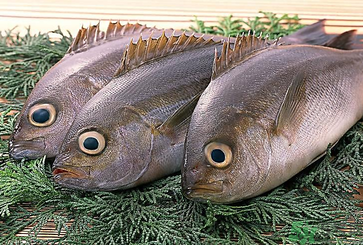 魚眼睛可以吃嗎？吃魚眼睛有什么好處？