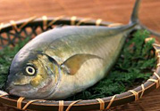 吃魚眼睛對(duì)眼睛有好處嗎？吃什么魚對(duì)眼睛好？