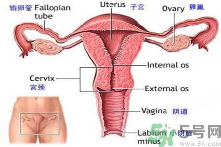 外陰瘙癢如何治療？外陰瘙癢可以用什么藥？？