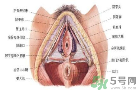 外陰瘙癢如何治療？外陰瘙癢可以用什么藥？？