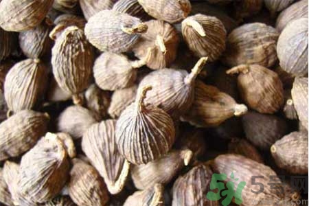 草果是什么？草果的功效與作用