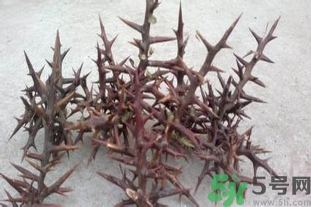 皂角刺的藥用價(jià)值是什么？皂角刺的功效與作用有哪些？