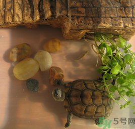 家里養(yǎng)烏龜好不好？家里養(yǎng)烏龜有什么講究？