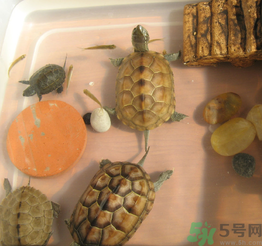 家里養(yǎng)烏龜好不好？家里養(yǎng)烏龜有什么講究？