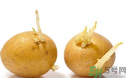 土豆發(fā)芽了還能吃嗎？發(fā)芽的土豆吃了會怎么樣？