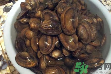 如何挑選河蚌？河蚌的營養(yǎng)價值？