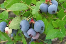 藍莓怎么洗？藍莓可以怎么吃？