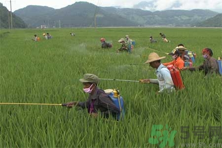 怎么洗掉水果上的農(nóng)藥？農(nóng)藥殘留的危害有哪些？