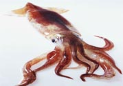 魷魚怎么處理？干魷魚怎么泡發(fā)？