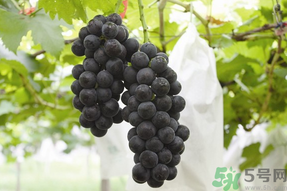 夏黑葡萄孕婦能吃嗎？孕婦吃夏黑葡萄的好處及禁忌