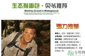 面包果怎么吃？面包果的功效