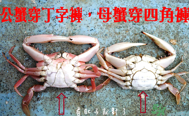 九月份吃公蟹還是母蟹？公蟹和母蟹哪個更好吃？