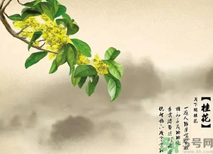 喝桂花酒有什么好處？桂花酒的功效與作用