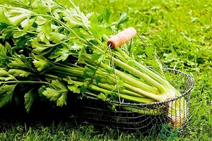 芹菜汁能去斑嗎？芹菜汁可以做面膜嗎？