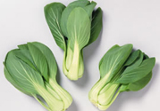 九月份吃什么蔬菜？適合九月份吃的蔬菜推薦