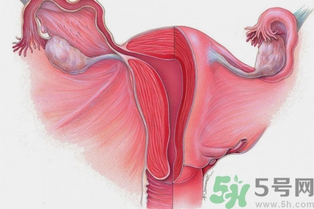 子宮移位的原因是什么？子宮移位的癥狀有哪些？