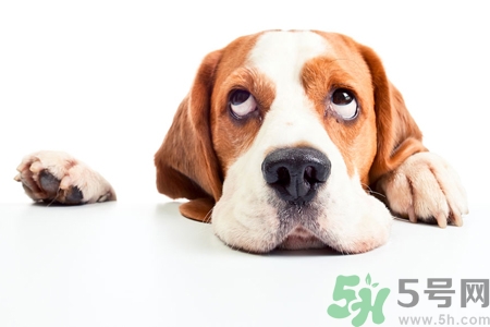 被狗咬出血怎么辦？被狗咬了沒(méi)出血怎么辦？