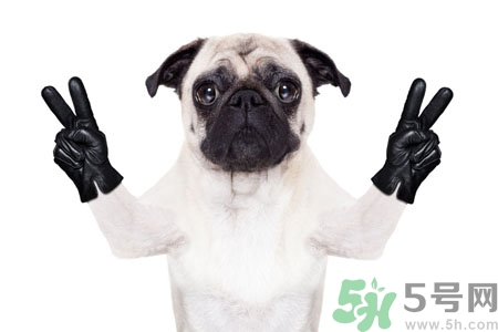 狗狗吃什么最好？狗狗不能吃的食物有哪些？