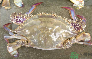 河蟹死了還能吃嗎？河蟹死了多久還能吃？