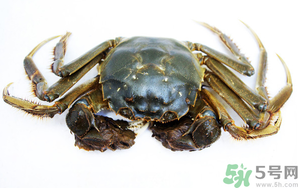 河蟹死了還能吃嗎？河蟹死了多久還能吃？