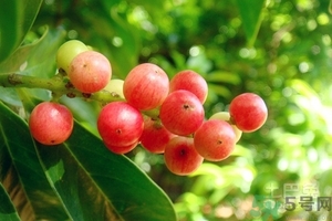五月茶的功效 五月茶怎么吃？