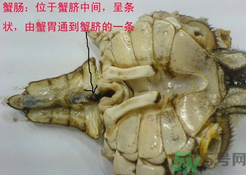 梭子蟹哪些部位不能吃？梭子蟹哪些人不能吃？