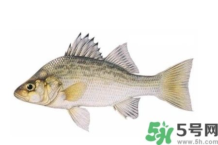 秋季適合吃什么魚？秋季吃魚的好處？
