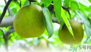 吃梨子喝水會(huì)拉肚子嗎？吃完梨子能喝水嗎？