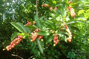 五月茶的功效 五月茶怎么吃？